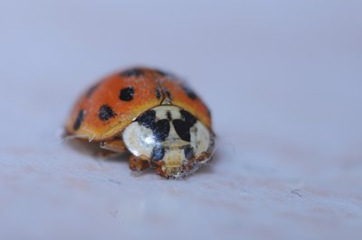 Ramasse poussière_4328651934_l.jpg